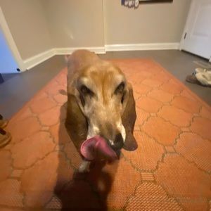 Meet your Posher, Layla